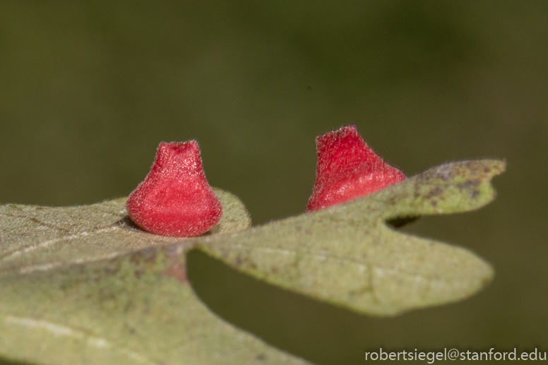 oak gall